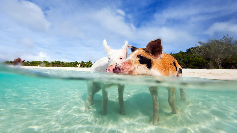 Two pigs in clear turquoise water at Pig Beach in The Exumas, Bahamas.