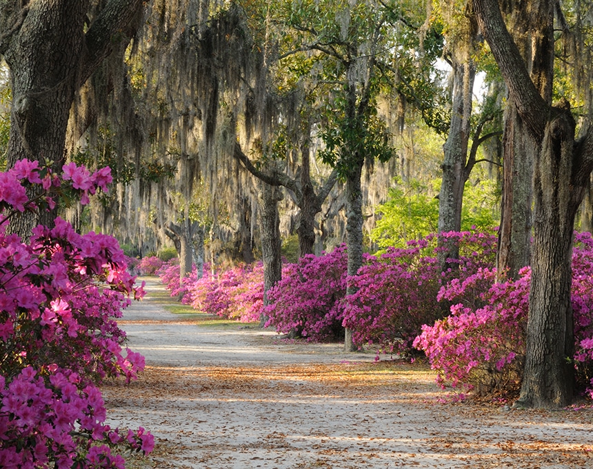 Discover Southern Charm in Historic Savannah | Inspirato Blog