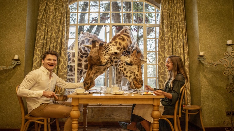 Giraffe's head pocking through a window eating food off the plates of two members sitting at a table