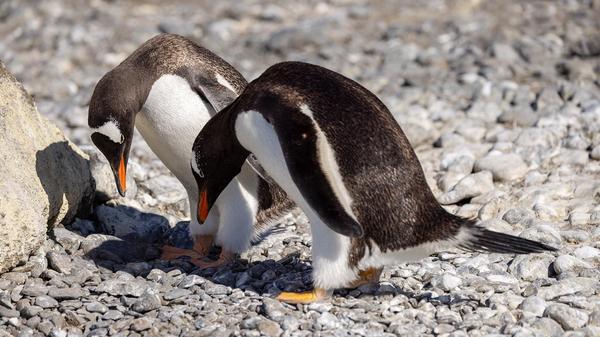 Emperor penguins on a rocky beach