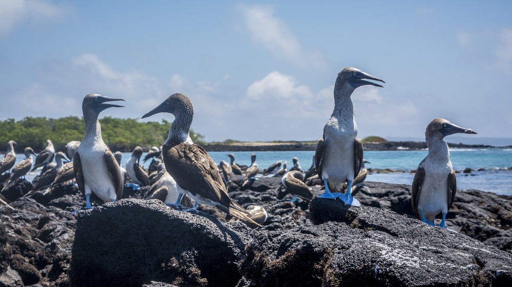 Blue footed booby birds on a rocky shoreline 