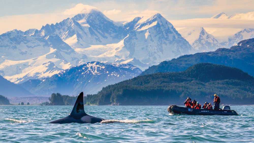 People viewing the fin of a breaching Orca whale on a dingy boat with towering snow covered mountains in the distance