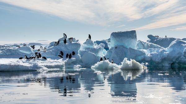 Penguins crawling around icebergs in the ocean