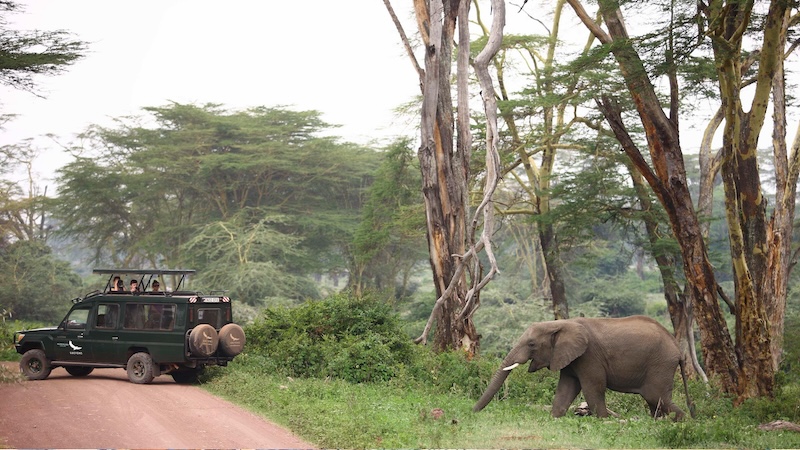 Inspirato members in a field car watching a elephant