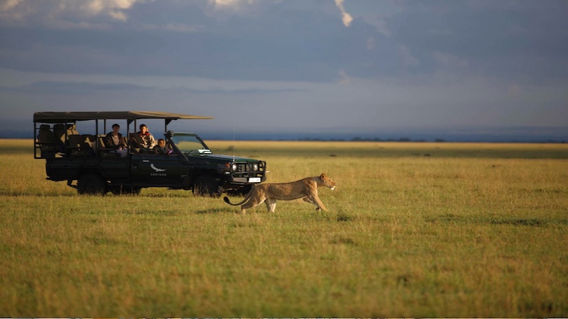 Inspirato member in the field car watching a lion graze