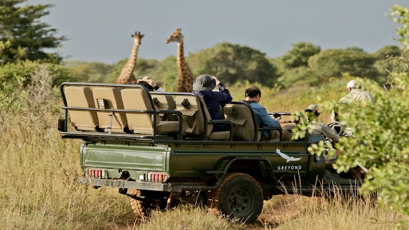 Inspirato members in the field car on safari while they watch giraffes in the wild