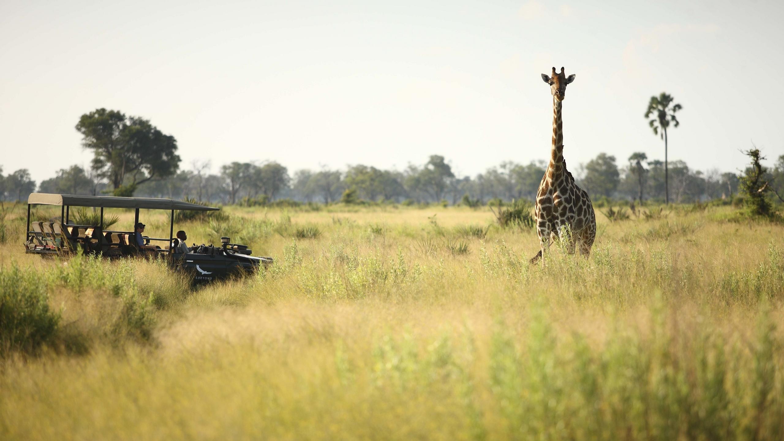 Luxury African Safari Adventures with Inspirato