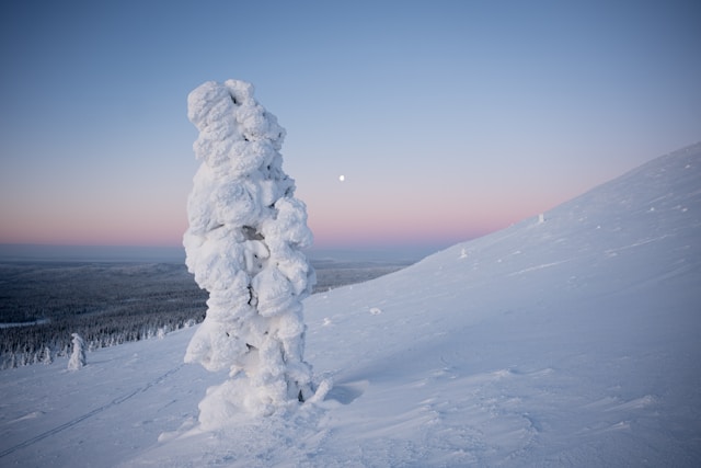 A snow dusted lone tree on the side of a snowy hill