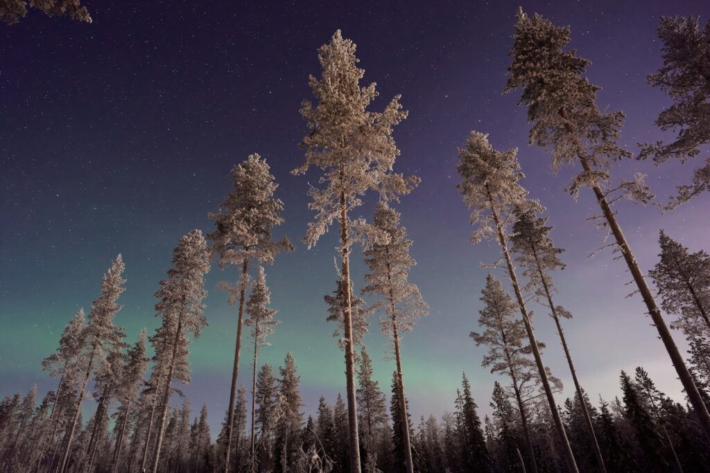 The tops of snowy trees with the faint northern lights